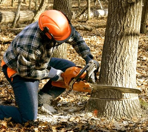 Tree Removal in Lusby, MD